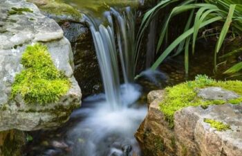 Clean Your Garden Pond In Time For Summer