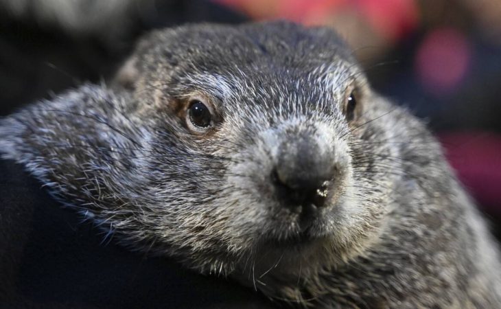 Punxsutawney Phil and Phyllis welcome two baby groundhogs
