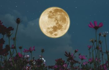 full moon behind spring flowers