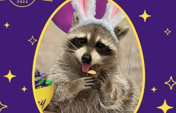 Louie the Raccoon, the 2024 Cadbury bunny