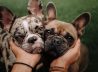 American Kennel Club reveals the most popular dog breeds in the U.S.