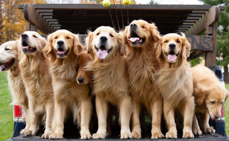 Experience pure joy playing with dogs at this Golden Retriever Farm