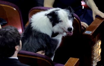 Messi the dog at Oscars