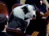 Messi, the canine star of ‘Anatomy of a Fall,’ stole the show at the Oscars