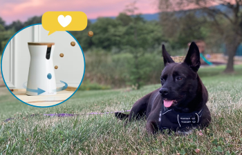 This dog mom gave us her honest review of her Furbo pet camera