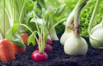 Grow these plants side-by-side for a thriving vegetable garden