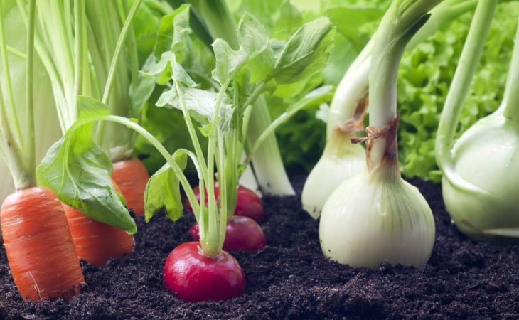 Grow these plants side-by-side for a thriving vegetable garden