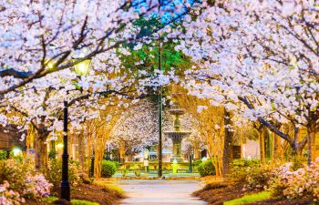 lane of cherry blossoms with fountain at the end