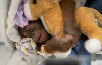 New baby orangutan born at Busch Gardens Tampa