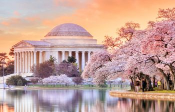Cherry trees bloom next to Jefferson Memorial in DC