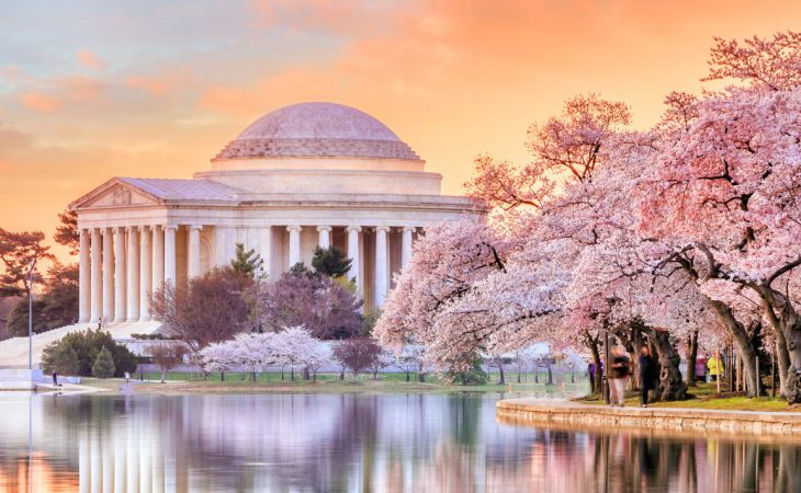 Japan is gifting Washington with 250 new cherry trees