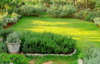 garden with rosemary herb and lavender