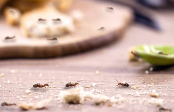 Ants march across table with breadcrumbs