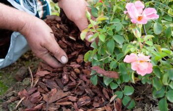What is mulch and do you really need it?