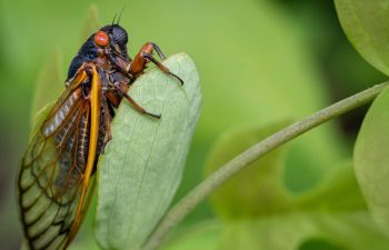 How long will the cicadas be around?