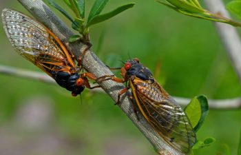 Periodical cicadas on branch