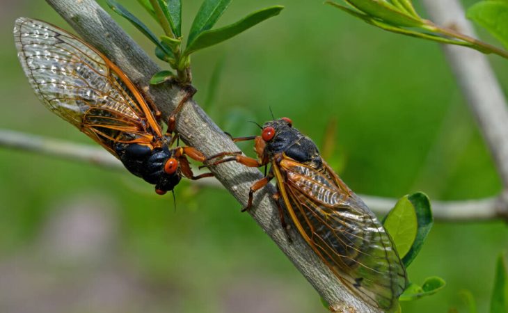 How to get rid of cicadas, according to bug experts