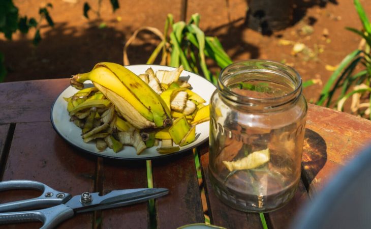 Should you feed banana water to your plants? Here’s what to know