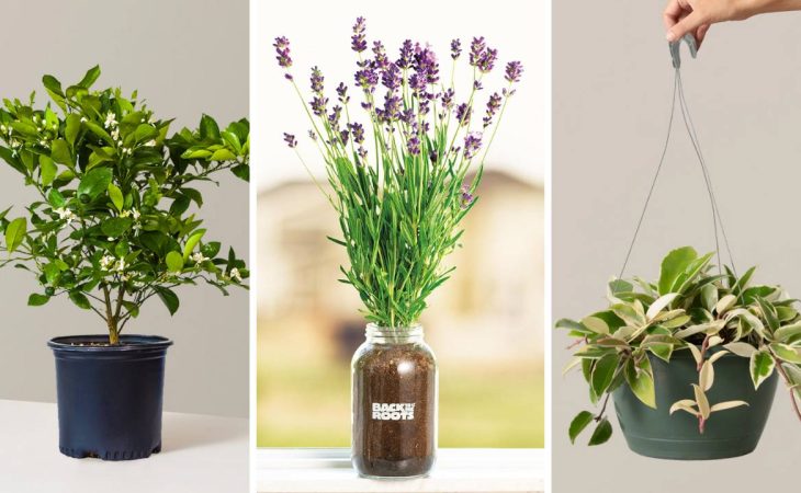 7 fragrant houseplants for a nice smelling home