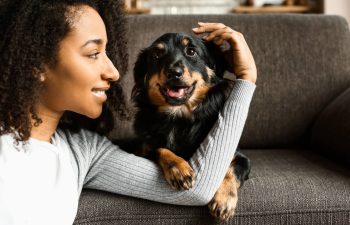 What does it mean when your dog puts their paw on you?