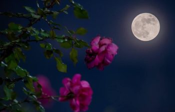Flowers in front of full moon