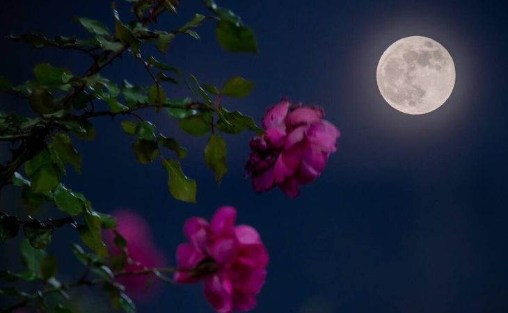 When to see April’s full moon, the Pink Moon