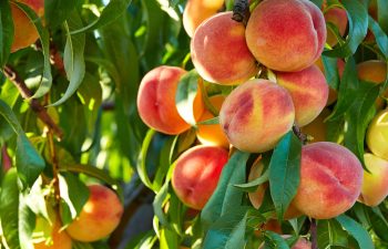 Branch of peach tree in closeup