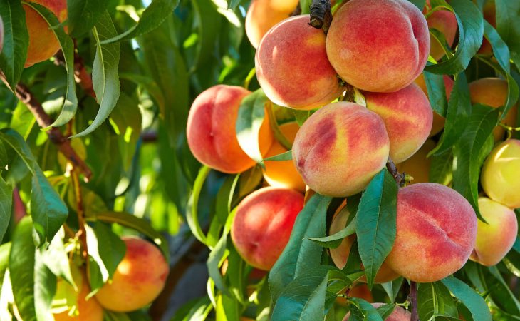 How to grow peaches from your own tree this summer