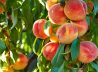 How to grow peaches from your own tree this summer
