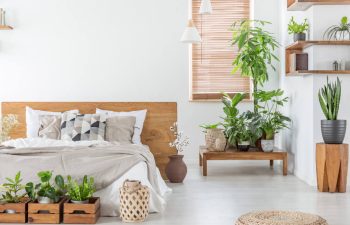 plants in bedroom