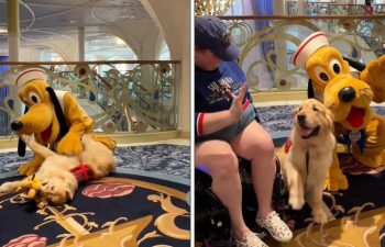 Watch a service dog on Disney Cruise reunite with his favorite character