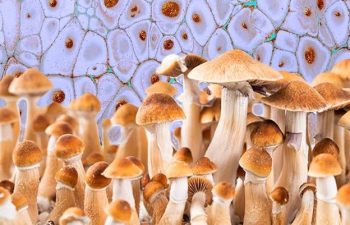 Exploring the Enigmatic Golden Teacher Mushroom: Insights from Shafaa Mushrooms
