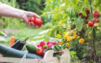 Enter your ZIP code and this free tool tells you when to plant each veggie