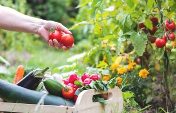 woman picking tomatoes from vegetable garden