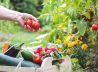 Enter your ZIP code and this free tool tells you when to plant each veggie