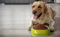 Tips for Stocking Pet Food