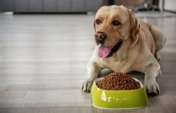 Tips for Stocking Pet Food